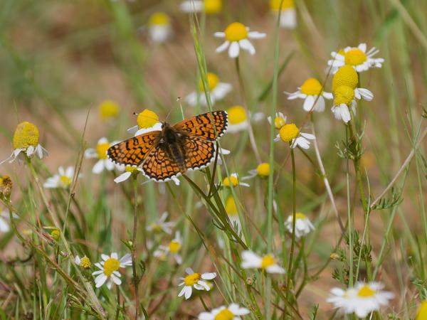 <h3>Melitaea&nbsp;cinxia / Glanville&nbsp;fritillary / Veldparelmoervlinder</h3>OM-1 Mark II met OLYMPUS M.150-400mm F4.5, 1/2000 sec  bij F4.5, ISO 200, afstand 8.45&nbsp;m